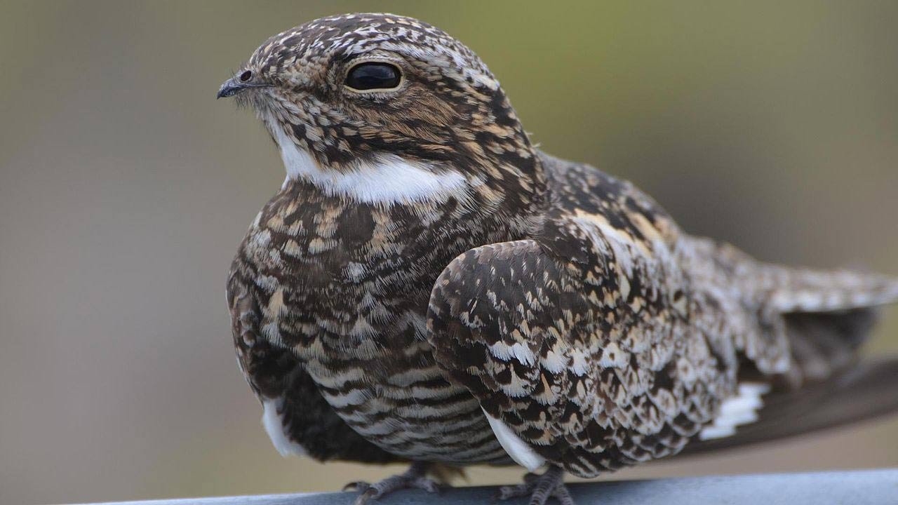 common nighthawk